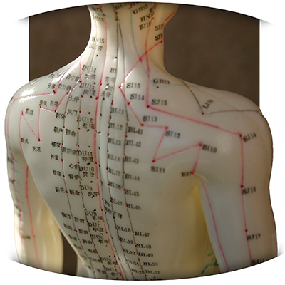 close-up of acupuncture model